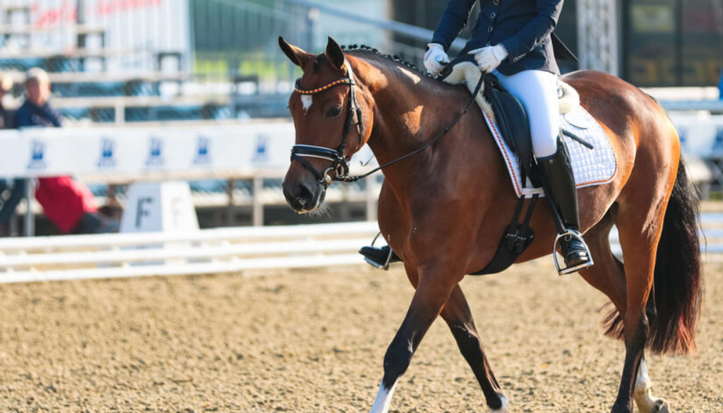 Clicker training for dressage horses