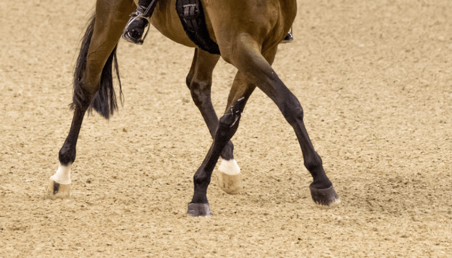 bay_dressage_horse_halfpass_show