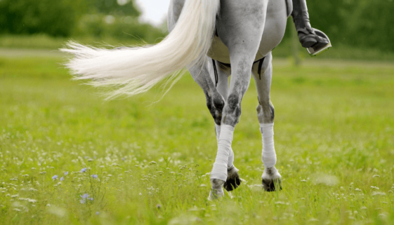 dressage_horse_tail_grey